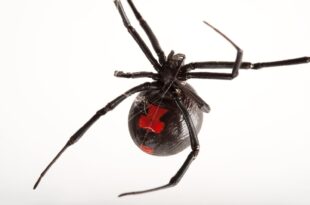 Mundo louco: mulher mói aranha viúva-negra inteira e injeta em si mesma