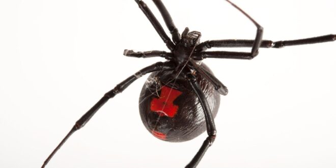 Mundo louco: mulher mói aranha viúva-negra inteira e injeta em si mesma