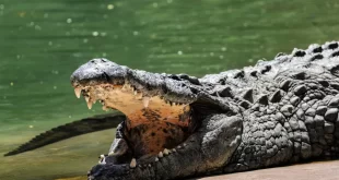 Criança é morta por crocodilo na frente dos pais na Indonésia
