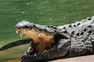 Criança é morta por crocodilo na frente dos pais na Indonésia