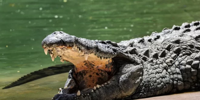 Criança é morta por crocodilo na frente dos pais na Indonésia