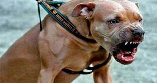 Pit-bull puxa criança de 4 anos pela grade e arranca pedaço da boca