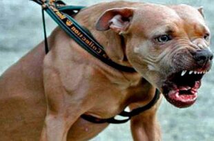 Pit-bull puxa criança de 4 anos pela grade e arranca pedaço da boca