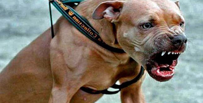Pit-bull puxa criança de 4 anos pela grade e arranca pedaço da boca