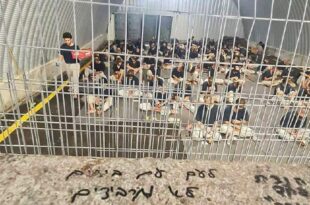 Palestinos relatam torturas, fome e sarna nas prisões israelenses