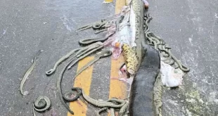 Sucuri grávida morre atropelada e expele cerca de 40 filhotes em rodovia