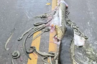 Sucuri grávida morre atropelada e expele cerca de 40 filhotes em rodovia
