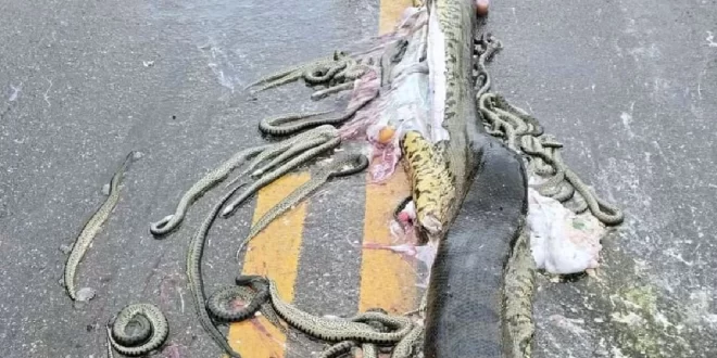 Sucuri grávida morre atropelada e expele cerca de 40 filhotes em rodovia