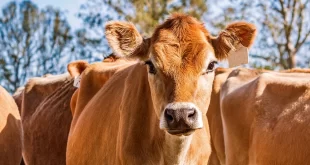 Bêbado e zoófilo: tenta estuprar vaca, leva coice e morre com camisinha no pênis