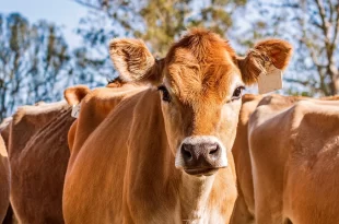 Bêbado e zoófilo: tenta estuprar vaca, leva coice e morre com camisinha no pênis