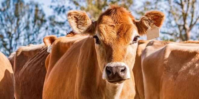 Bêbado e zoófilo: tenta estuprar vaca, leva coice e morre com camisinha no pênis