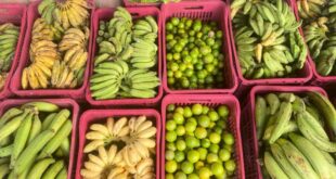 400 famílias acreanas de 15 municípios são incluídas no Programa Federal de Fomento às Atividades Produtivas Rurais