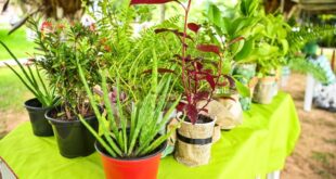 Instituto Socioeducativo do Acre entrega certificados de curso de horta e temperos em vasos