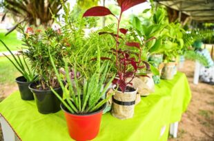 Instituto Socioeducativo do Acre entrega certificados de curso de horta e temperos em vasos