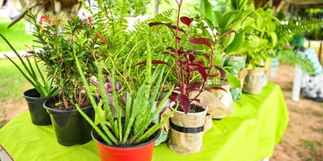 Instituto Socioeducativo do Acre entrega certificados de curso de horta e temperos em vasos