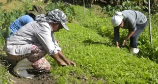 Governo Lula lança Desenrola Rural para renegociação de dívidas da agricultura familiar