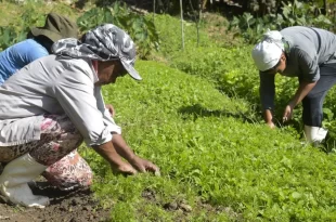 Governo Lula lança Desenrola Rural para renegociação de dívidas da agricultura familiar