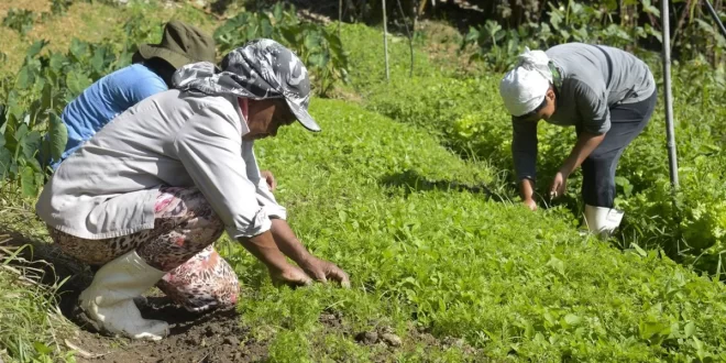 Governo Lula lança Desenrola Rural para renegociação de dívidas da agricultura familiar