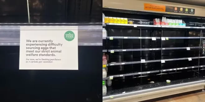 Ovada no Trump: preço do ovo dispara e produto desaparece dos supermercados nos EUA
