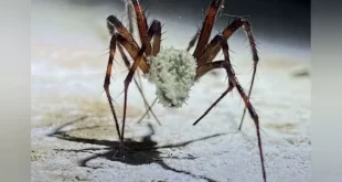 The Last of Us? Fungo descoberto por cientistas pode transformar aranhas em "zumbis”