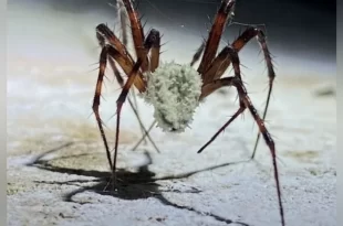 The Last of Us? Fungo descoberto por cientistas pode transformar aranhas em "zumbis”