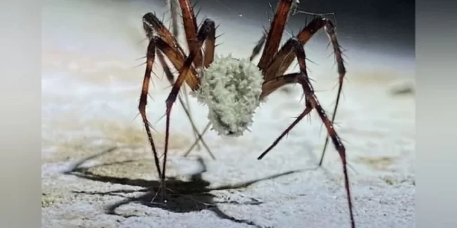 The Last of Us? Fungo descoberto por cientistas pode transformar aranhas em "zumbis”