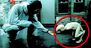 Japão autoriza criação de embriões híbridos de humanos e animais