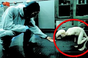 Japão autoriza criação de embriões híbridos de humanos e animais