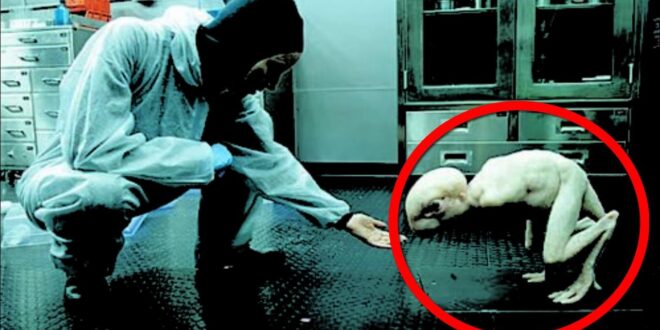 Japão autoriza criação de embriões híbridos de humanos e animais