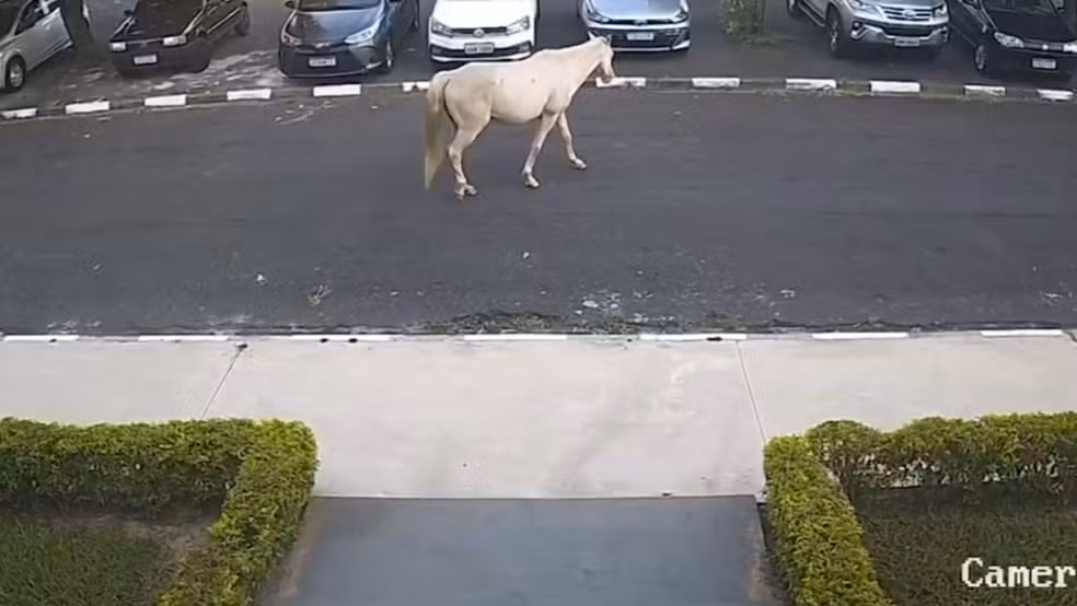 Inteligência animal: cavalo volta sozinho a hospital veterinário em que foi atendido por maus tratos