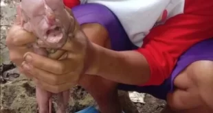 Bizarro: porca dá à luz filhote com 'rosto humano' que chorou como uma criança