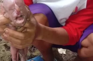 Bizarro: porca dá à luz filhote com 'rosto humano' que chorou como uma criança