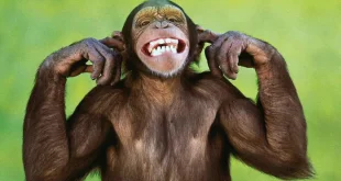 No Acre era a mucura: macaco invade estação elétrica no Sri Lanka e deixa país às escuras