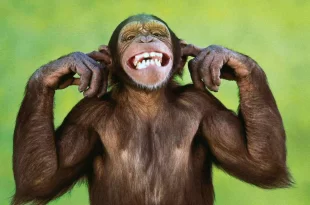 No Acre era a mucura: macaco invade estação elétrica no Sri Lanka e deixa país às escuras