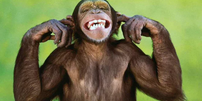 No Acre era a mucura: macaco invade estação elétrica no Sri Lanka e deixa país às escuras