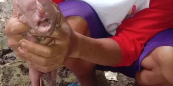 Bizarro: porca dá à luz filhote com 'rosto humano' que chorou como uma criança