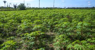 Governo do Acre e Instituto de Pesquisa Ambiental da Amazônia desenvolvem projeto para recuperação de paisagens degradadas no Juruá