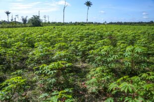 Governo do Acre e Instituto de Pesquisa Ambiental da Amazônia desenvolvem projeto para recuperação de paisagens degradadas no Juruá