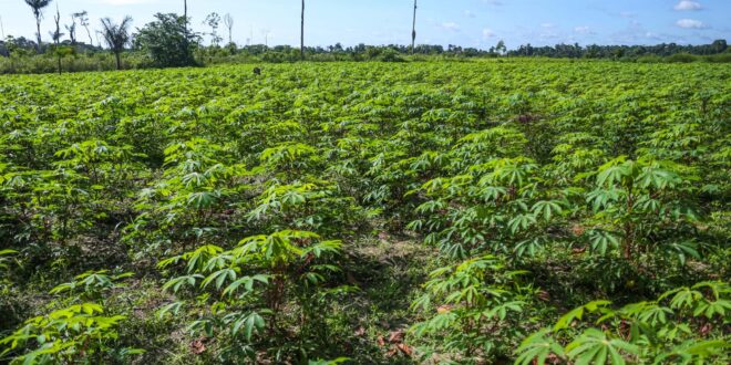 Governo do Acre e Instituto de Pesquisa Ambiental da Amazônia desenvolvem projeto para recuperação de paisagens degradadas no Juruá