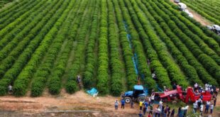 Produção de café do Acre é destaque na Folha de São Paulo