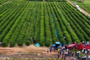 Produção de café do Acre é destaque na Folha de São Paulo
