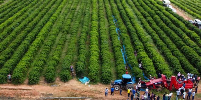 Produção de café do Acre é destaque na Folha de São Paulo
