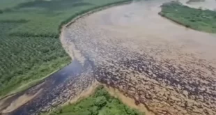 Vazamento de petróleo provoca grave desastre ambiental no Equador e contamina 5 rios