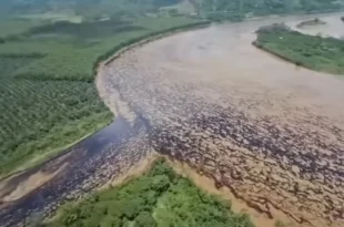 Vazamento de petróleo provoca grave desastre ambiental no Equador e contamina 5 rios
