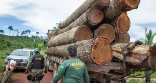 Ibama multa Banco do Brasil, Banco do Nordeste e Basa por financiarem desmatamento ilegal
