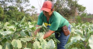 Está aberta a chamada pública para compra de produtos da agricultura familiar destinados à alimentação escolar