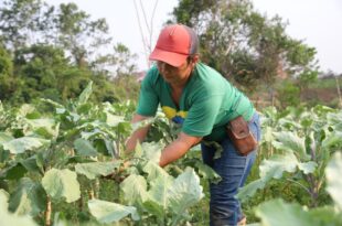 Está aberta a chamada pública para compra de produtos da agricultura familiar destinados à alimentação escolar