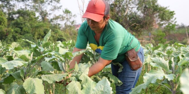 Está aberta a chamada pública para compra de produtos da agricultura familiar destinados à alimentação escolar