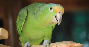 Bico sujo: papagaios que ensinavam palavrões aos demais, são afastados de zoológico