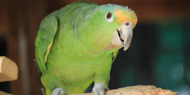 Bico sujo: papagaios que ensinavam palavrões aos demais, são afastados de zoológico